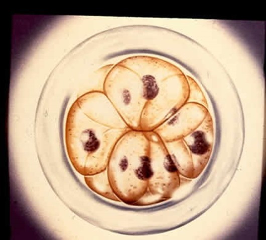 Third round of mitosis