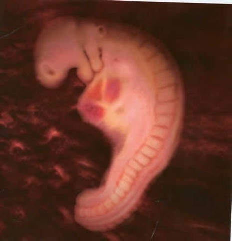 heart begins to beat