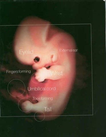 muscles form, webbed hands and feet