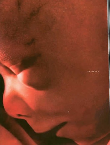 fingers and toes separate, eyes and ears form