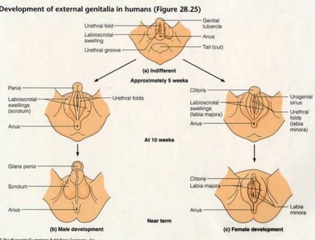 genitalia begins to differentiate