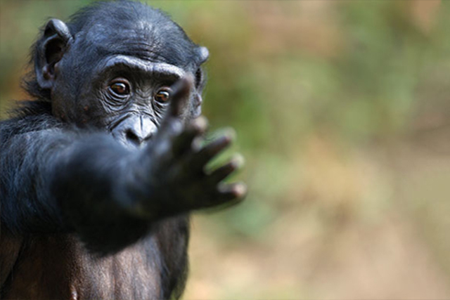 El rastro evolutivo de la lateralidad