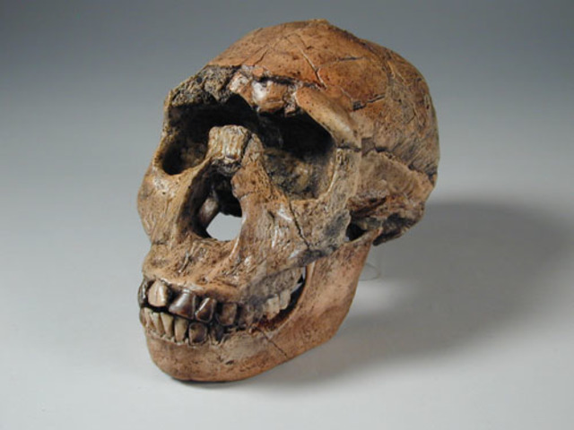 Lateralidad manual y Evolución Humana