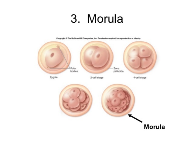 Morula Formed