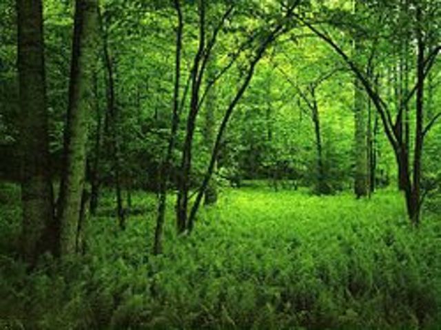 FORO DE LAS NACIONES UNIDAS SOBRE BOSQUES