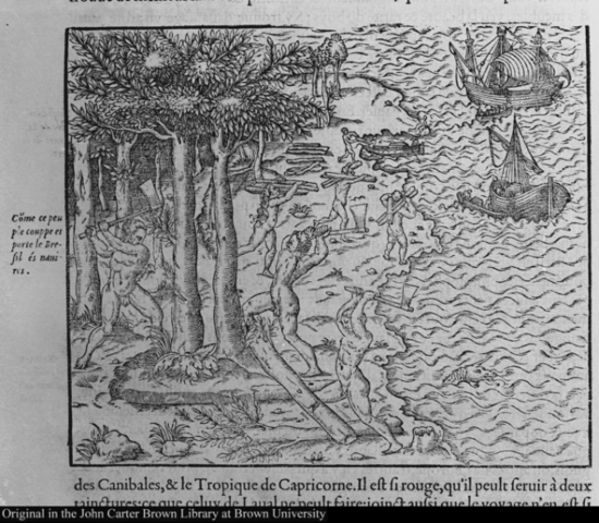 Brazilwood begins to be exported to Europe