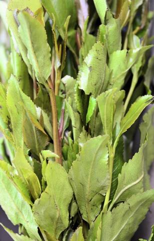 where were bath salts found