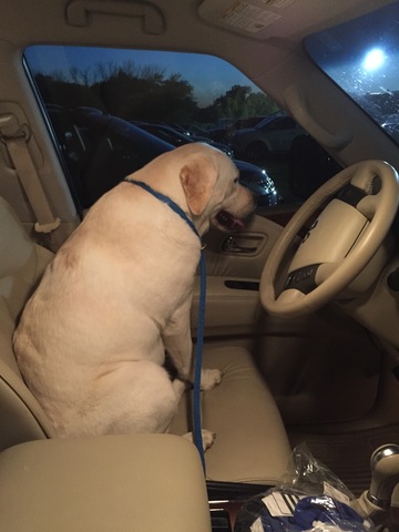 Personal: We got our first dog, Pearl