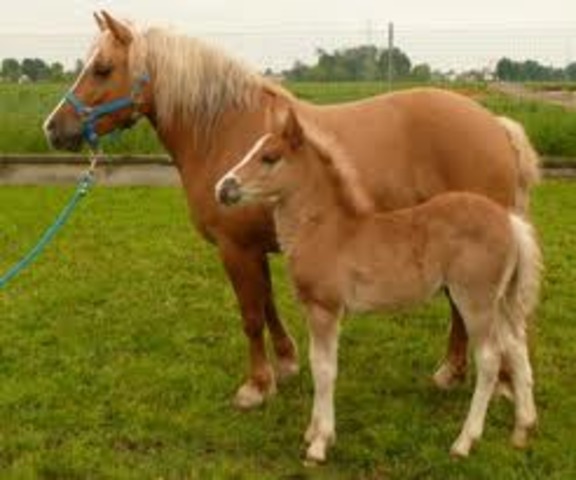 First Cloned Horse