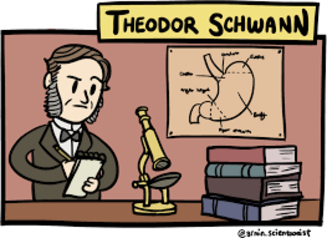 Theodor Schwann