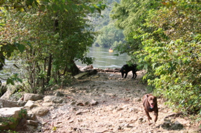 Insects and Hushpuppy