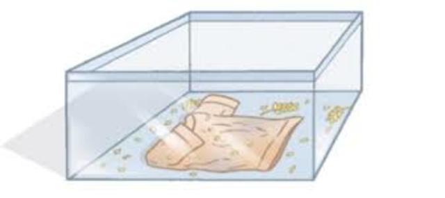 Teoria da Abiogênese