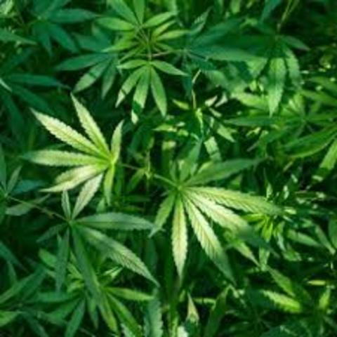 What is Marijuana effects?