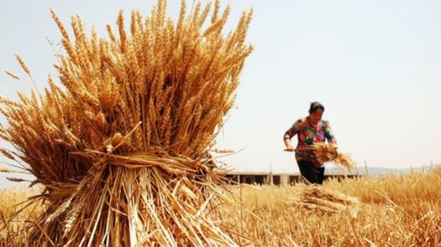 inicio de la ingeniería agrícola