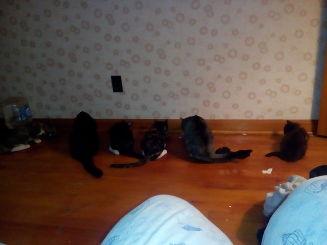 All the cats ate together!