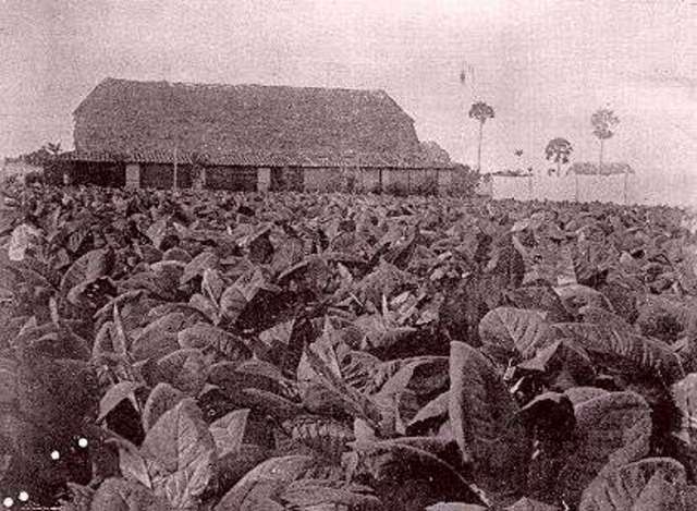 Abolición total del monopolio de Tabaco