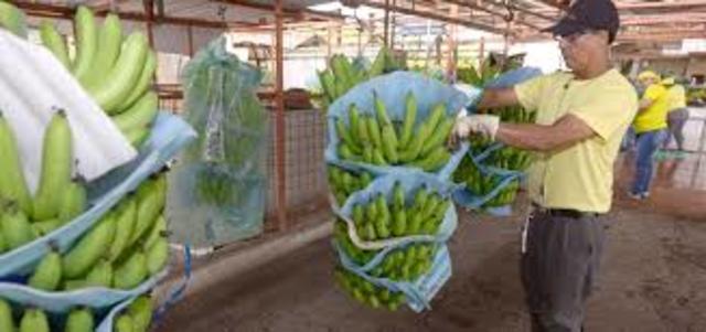 Baja la compra del banano