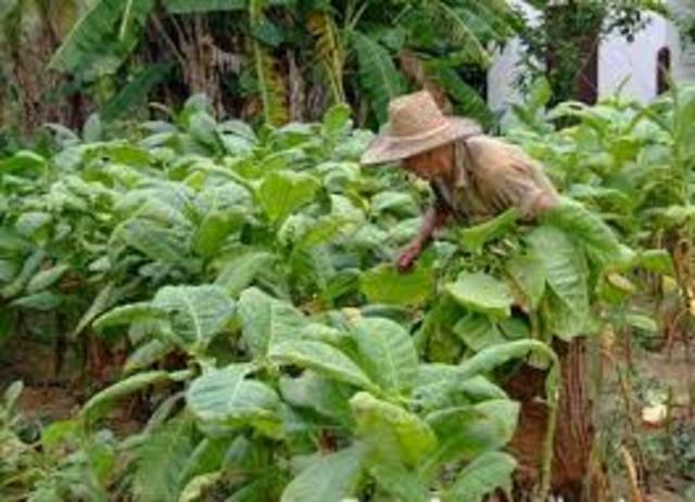 Abolición del monopolio del Tabaco