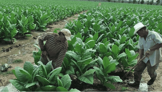 Privatización del Tabaco