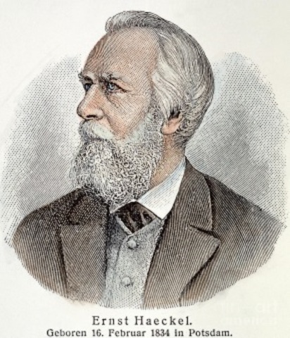 Ernst Haeckel