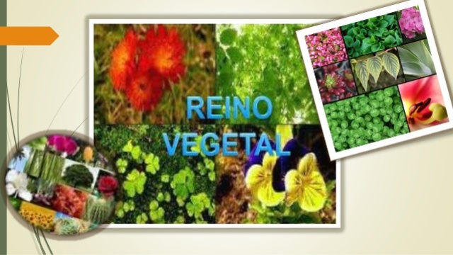 Reino Vegetal