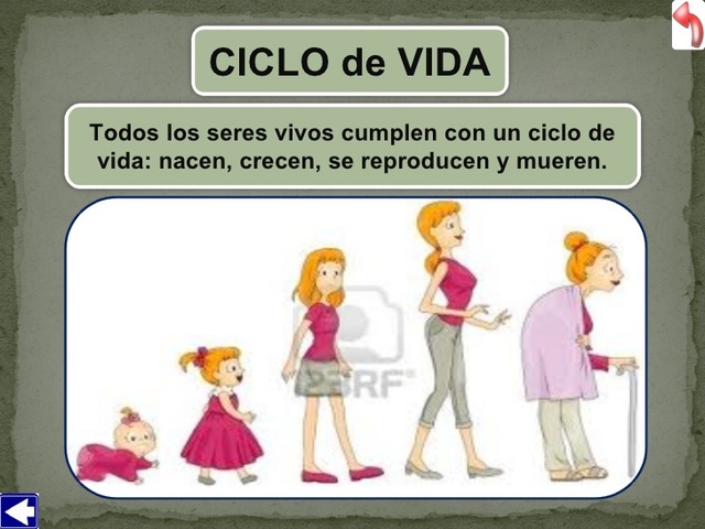 Ciclo de vida de los seres vivos
