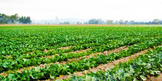 FASES DEL PERIODO FORMATIVO: FASE TEMPRANA