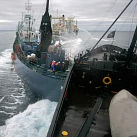 Sea Shepherd ship Bob Barker collides with Japanese whaling ship