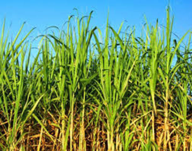 Comercio de caña de azucar