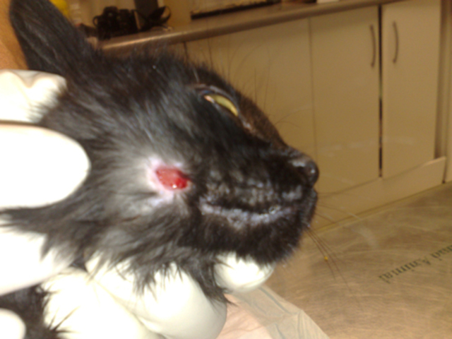 Absceso después de 2 a 3 dias