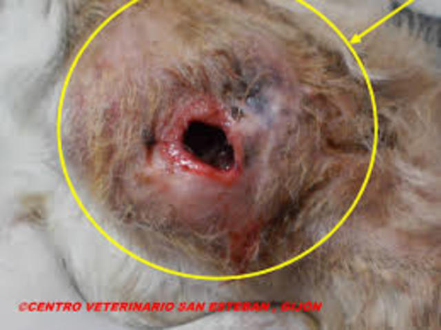 Cuando el absceso esta maduro