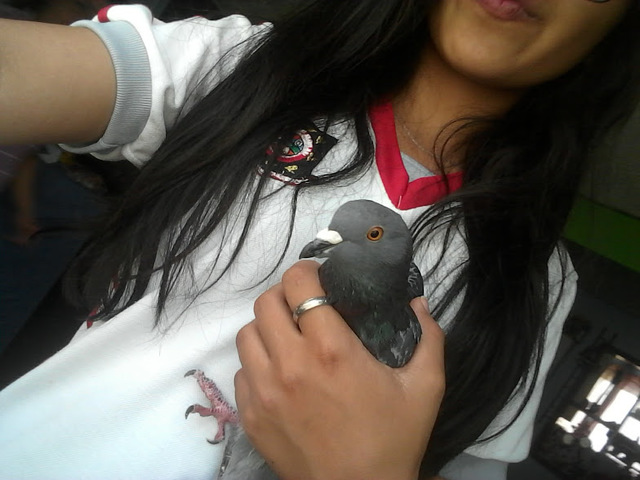 Mis padres rescataron una paloma