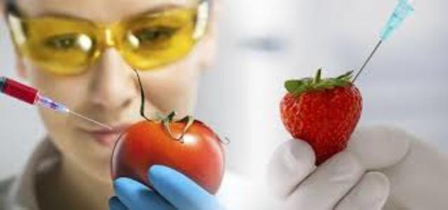 Alimentos transgénicos