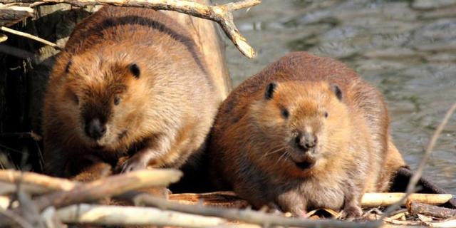 Beavers