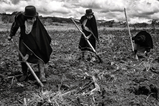 Reforma social agraria - Ley 135