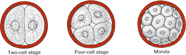 Morula Formed