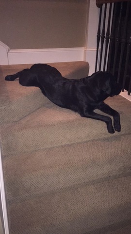 Personal: we got our second dog, Miller