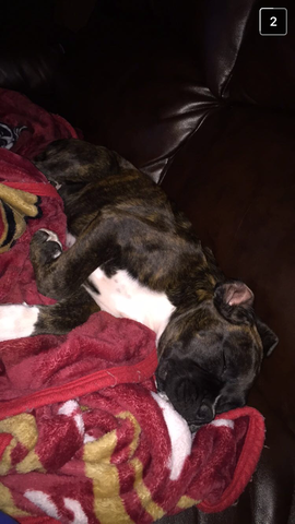 Personal: We got our third dog, Han