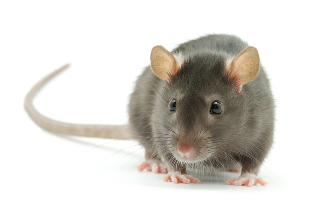 Rat Genome Working Draft Completed