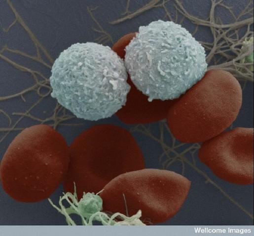 Blood stem Cell