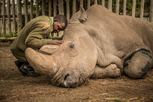 Sudan, The Last Remaining Male Northern White Rhino, Dies
