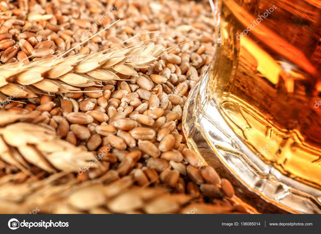 Primeras semillas de cebada traídas al país