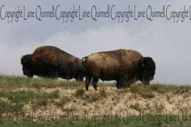 last buffalo