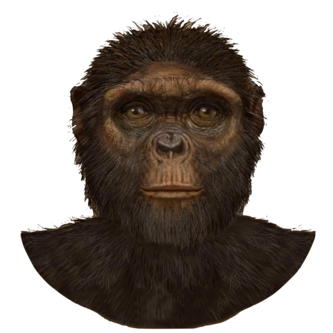 Ardipithecus ramidus (4 millones de años de antigüedad)