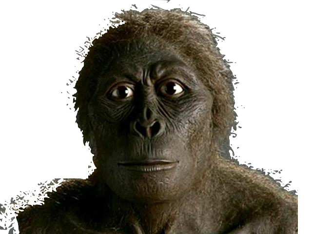 Australopithecus anamensis (4-5 millones de años)