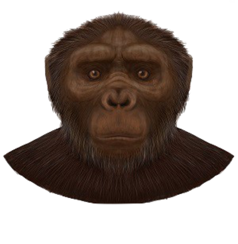Australopithecus afarensis (3 millones de años)
