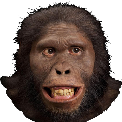 Australopithecus africanus (2-3 millones de años)