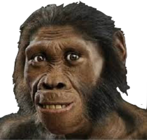 Homo habilis (2 millones de años)