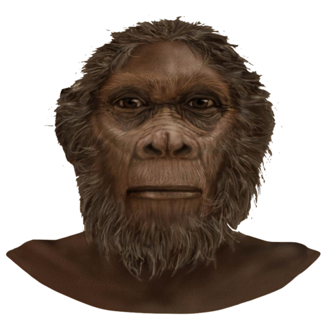Homo rudolfensis(2-1 millon de años)