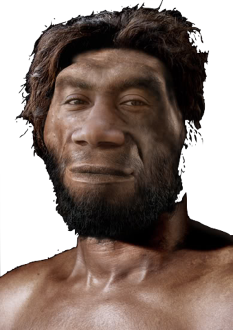 Homo erectus (1 millon de años)